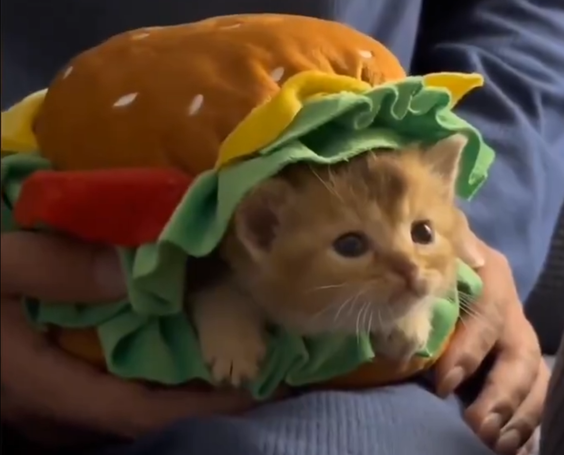 Burger Kitty